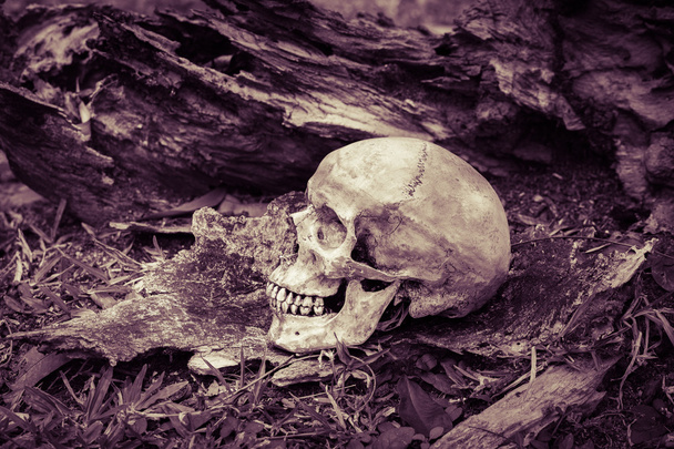 Calavera de naturaleza muerta
 - Foto, Imagen