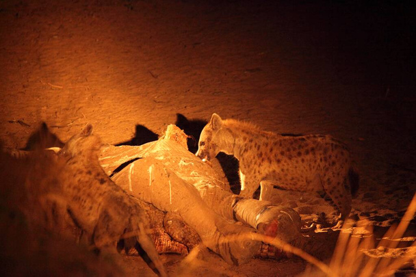 La Hiena Manchada (Crocuta crocuta) (hiena riendo) alimentándose del elefante de la muerte y del cocodrilo de la muerte en la noche oscura. Grupo de hienas alimentándose en Zambia. - Foto, Imagen