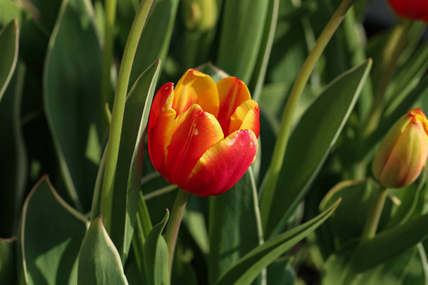 春に美しい花を咲かせる赤いチューリップのクローズアップ - 写真・画像