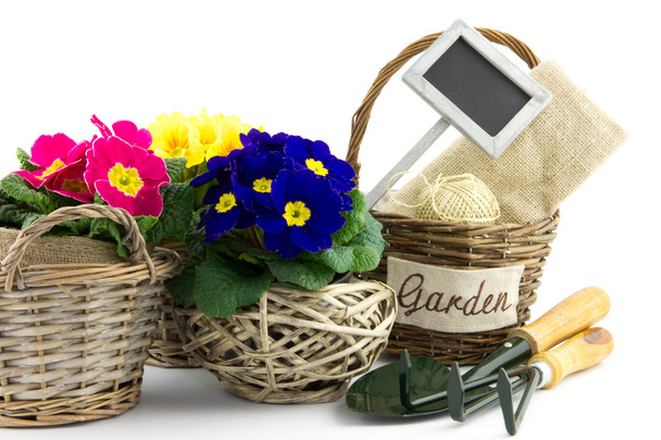 reed baskets, garden utensils and primroses - Photo, Image