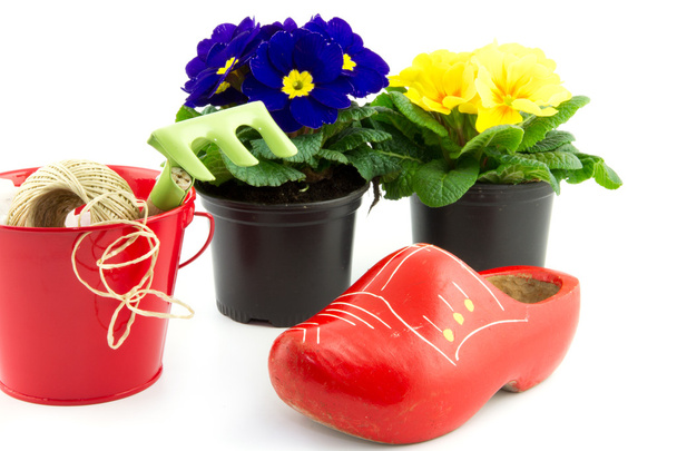 wooden shoe, bucket and primroses isolated - Photo, Image