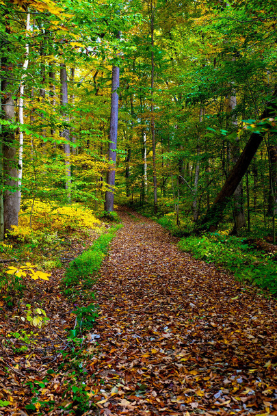 A vertical shot of a path through a forest covered with fallen autumn leaves - Foto, Imagen