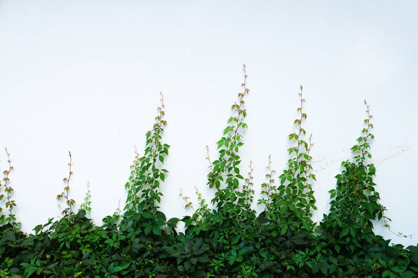 зеленая ползучая трава на белой стене для заднего плана, макет - Фото, изображение