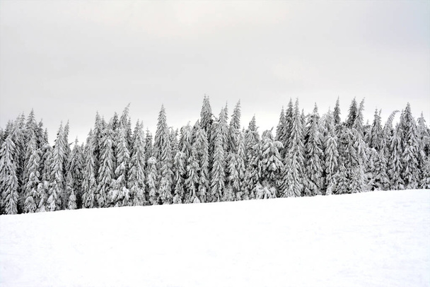 A shot of a fir forest covered with snow - Foto, imagen