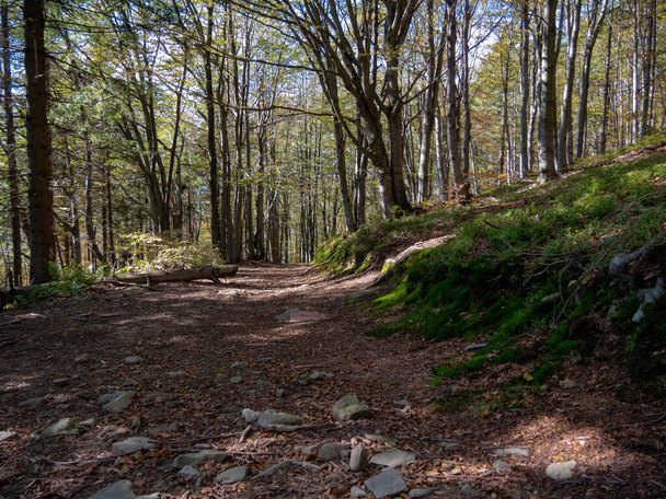 A shaded trail through the forest under tall trees - Valokuva, kuva