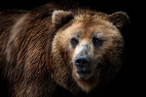 Vista frontal de oso pardo aislado sobre fondo negro. Retrato de oso Kamchatka (Ursus arctos beringianus) - Foto, Imagen