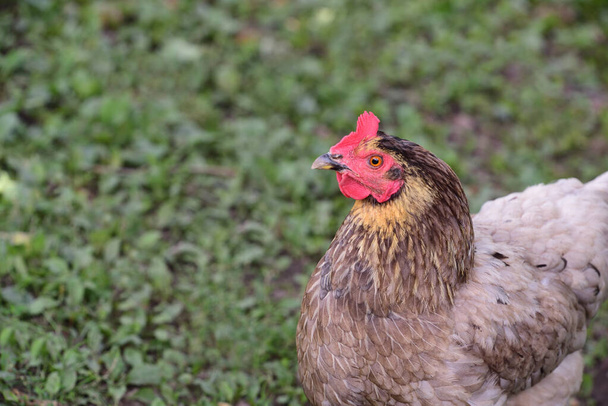 un pollo doméstico marrón se encuentra en un prado verde y mira hacia los lados en la imagen - Foto, imagen