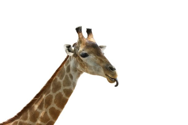 giraf. - Foto, afbeelding