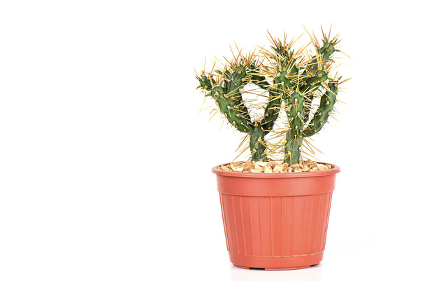 Aislamiento de cactus sobre blanco
 - Foto, Imagen