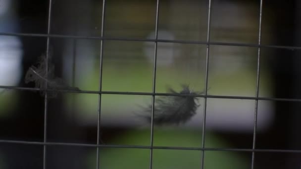 Una pluma de pájaro revolotea en la pared de la jaula - Metraje, vídeo