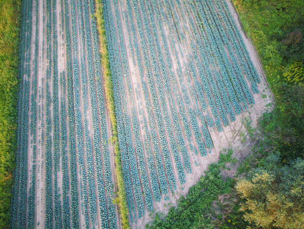 Survoler des surfaces agricoles avec drone, photographier des plantations et des champs cultivés - Photo, image