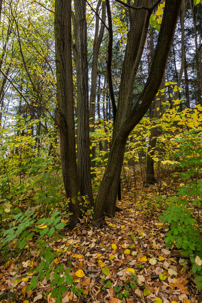 Листя осені і листя дерев у лісі парку Косутняк в Белграді, столиці Сербії, під загальною назвою "Белградська киснева фабрика" - Фото, зображення
