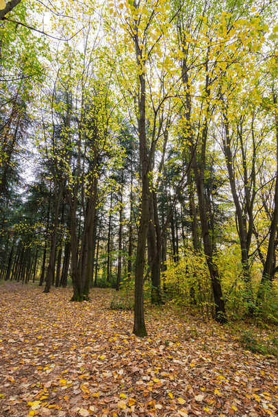 Feuilles d'automne et feuillages d'arbres dans la forêt du parc Kosutnjak à Belgrade, la capitale de la Serbie, familièrement appelée "usine d'oxygène de Belgrade"" - Photo, image
