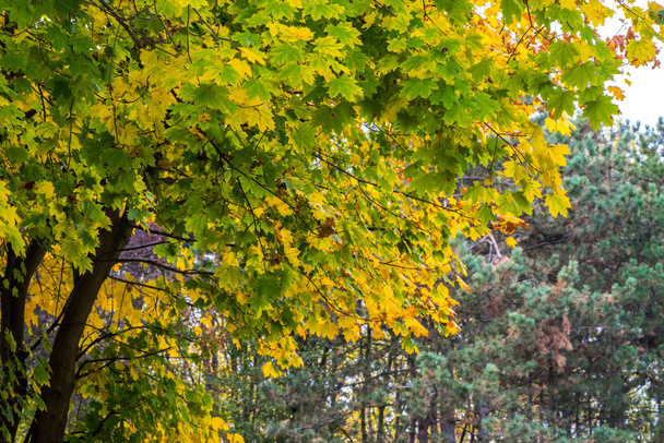 Herfst bladeren en bomen gebladerte in Kosutnjak park bos in Belgrado, de hoofdstad van Servië, in het algemeen genaamd "Belgrado zuurstoffabriek" - Foto, afbeelding