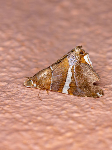 Polilla subalar del género Eulepidotis - Foto, imagen