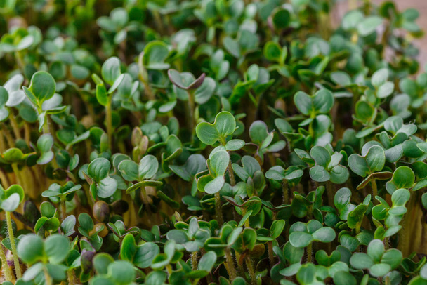 The microgreen in plastic trays for planting young plants. Microgreen are young vegetable green or sprouts, raw living sprouts vegetable germinated from quality organic plants seeds. - Foto, Imagem
