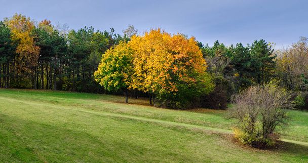 Őszi levelek és fák lombozata a Kosutnjak park erdejében Belgrádban, Szerbia fővárosában, köznyelvben "Belgrád oxigéngyárának" nevezve." - Fotó, kép