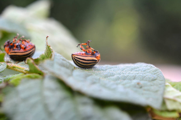 緑のジャガイモの葉の上にコロラドのジャガイモの甲虫を破壊 - 写真・画像