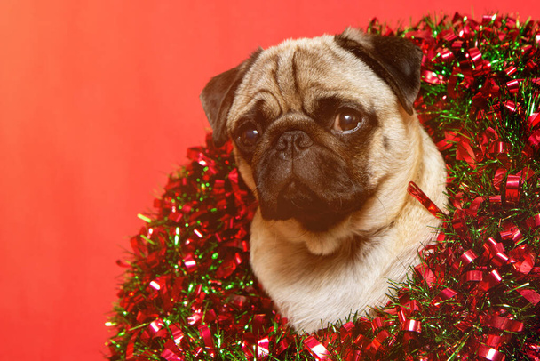 christmas dog with christmas wreath on christmas holidays - Фото, зображення
