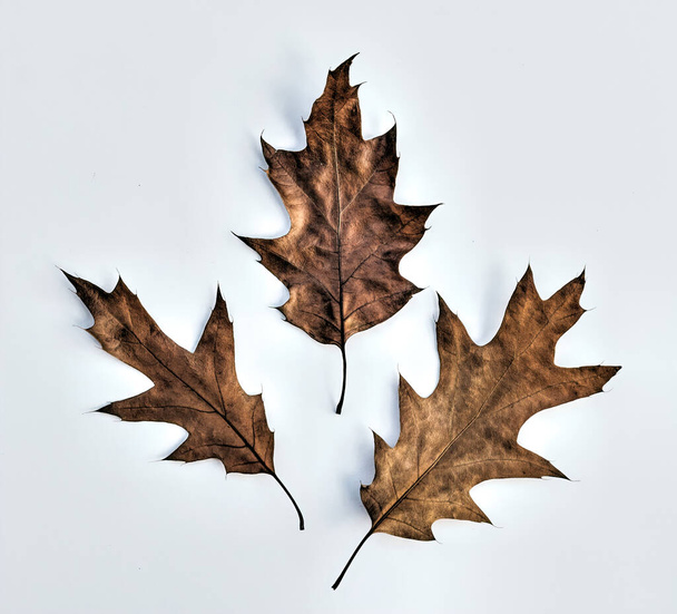 Umgestürzte Eichenblätter. Herbst Hintergrund und Textur - Foto, Bild