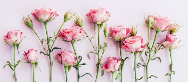 Top view of pink rose flowers on pink background. Wide banner - Foto, immagini