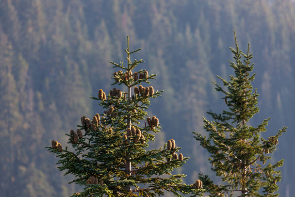 Ένα μεγάλο υψόμετρο Shasta Fir δέντρο είναι διακοσμημένο με μεγάλους κώνους που μεγαλώνουν από τα κλαδιά με φόντο το δάσος και παχύ καπνιστό αέρα από μια κοντινή δασική πυρκαγιά. - Φωτογραφία, εικόνα
