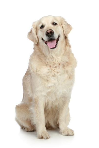 Golden Retriever dog - Foto, Imagem