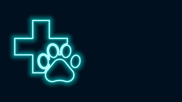Ragyogó neon vonal Állatorvosi klinika szimbólum ikon elszigetelt fekete alapon. Keresztbe a kórháznak. Stilizált mancsnyomtató kutya vagy macska. Kisállat elsősegély jel. 4K Videó mozgás grafikus animáció - Felvétel, videó