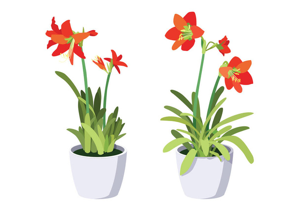 hippeastrum johnsonii bury frower in potted plants on white background illustration vector - Foto, Bild