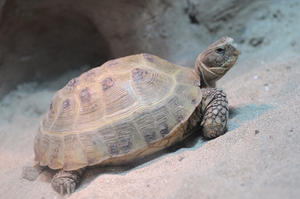 Turtle - Фото, изображение