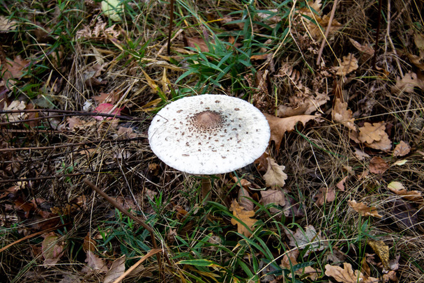 The tall parasol mushroom in the grass. Macrolepiota procera mushroom found in a pine wood. Mushrooms growing in the grass in the forest in the moss. Edible mushroom in the forest in autumn. - Photo, Image