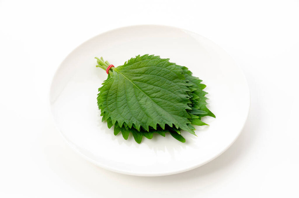 Свежий зеленый шисо (perilla frutescens) или лист Оба на белой пластине - Фото, изображение