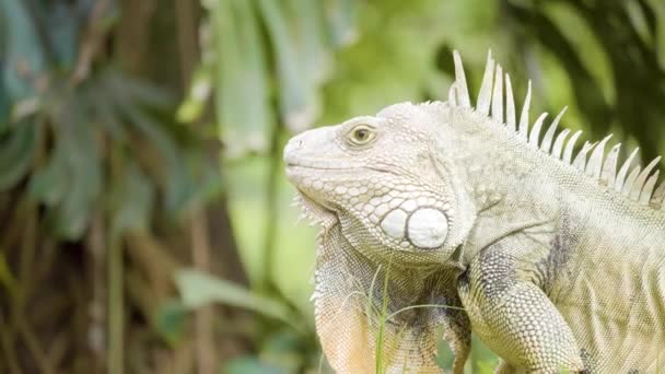 Iguana verde con patas amarillas está comiendo hierba en un jardín en Medellín, Colombia - Metraje, vídeo