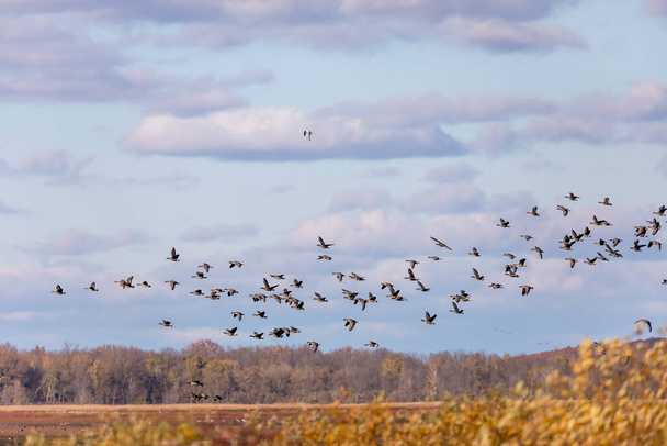 Миграционное стадо гусей. Английское название этого вида Greater White-fronted Geese - Фото, изображение