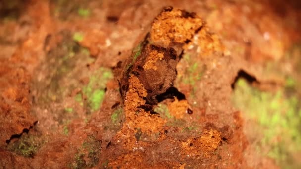 czarne gniazdo mrówek na drzewie mango - Materiał filmowy, wideo