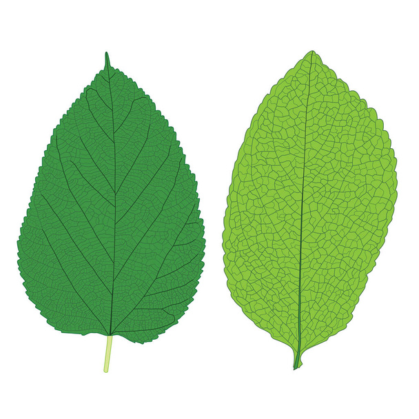vihreät Lehdet tuore abstrakti eristetty valkoisella taustalla kuva vektori - Valokuva, kuva