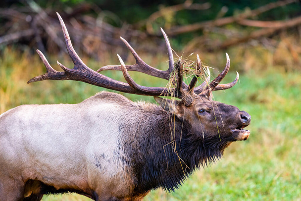 Elk macho grande durante la temporada de rutina en el noroeste del Pacífico - Foto, Imagen