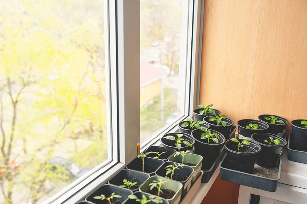 καλλιέργεια μικροπράσινων και σπορόφυτων σε πλαστικά κουτιά στο παράθυρο του σπιτιού. Καλλιέργεια φυτών στο διαμέρισμα. Φρέσκα βότανα με τα χέρια σας - Φωτογραφία, εικόνα