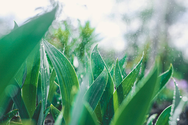 silny letni deszcz spada w dużych kroplach na klombie z gęstymi zielonymi liśćmi roślin i kwiatów. Podlewanie i nawilżanie, selektywne skupienie, abstrakcja - Zdjęcie, obraz