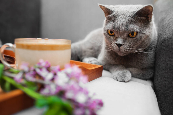 grijze Stenografisch Britse kat met gele ogen op grijze bank met houten dienblad met dalgona-koffie, chocoladekoekjes en weelderig vers boeket paars lila in rieten mandje. gezellig zelfgemaakt ontbijt op bed - Foto, afbeelding