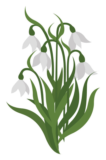 Petite snowdrops, illustration, vector on white background. - Vector, Image