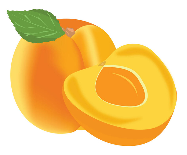 Abricot mûr, illustration, vecteur sur fond blanc - Vecteur, image