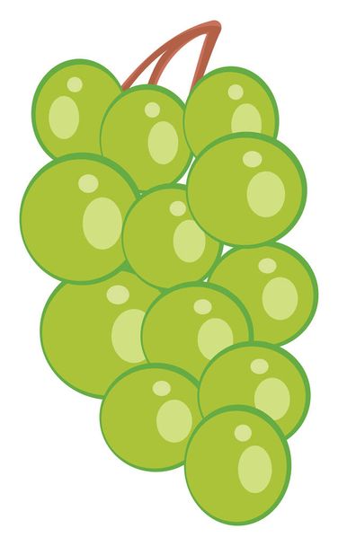 Groene druiven, illustratie, vector op witte achtergrond - Vector, afbeelding