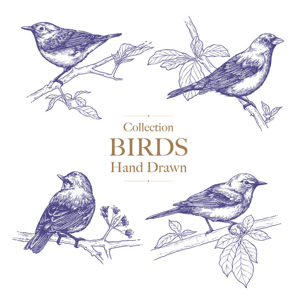 Colección de aves encaramadas en una rama, Dibujo de tinta, Ilustración dibujada a mano, Vector - Vector, imagen