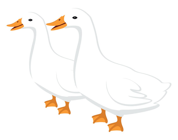 Две утки, иллюстрация, вектор на белом фоне. - Вектор,изображение