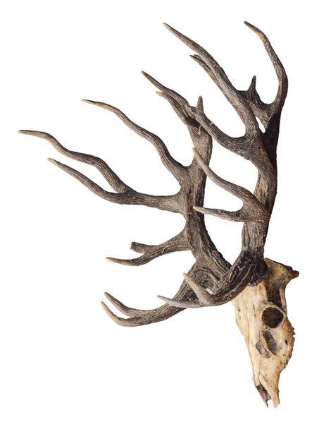 Череп головы оленя Шомбурга изолирован на белом фоне с вырезанием пути, вымершее животное - Фото, изображение