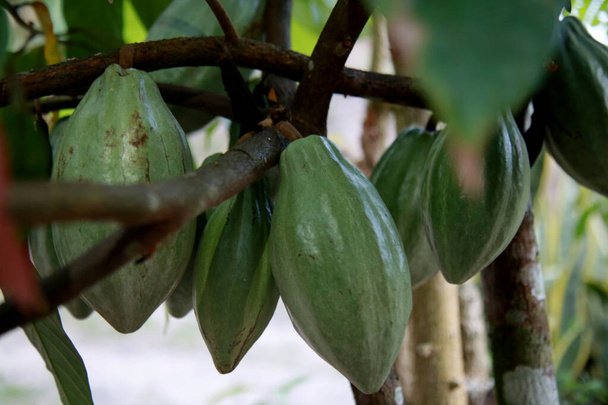Mata de sao joao, bahia / brazil - october 18, 2020: плантація какао на фермі в сільській місцевості міста Мата-де-Сан-Жуао. - Фото, зображення