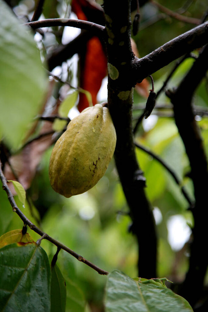 mata de sao joao, bahia / brasil - 18 de octubre de 2020: plantación de cacao en una granja en la zona rural de la ciudad de Mata de Sao Joao. - Foto, Imagen