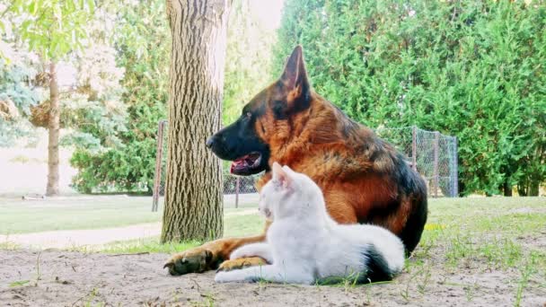 Een Duitse herdershond en een huiskat spelen vriendelijk op een zonnige dag. - Video