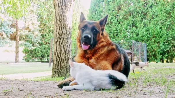 Ein Schäferhund und eine Hauskatze spielen freundlich an einem sonnigen Tag. - Filmmaterial, Video